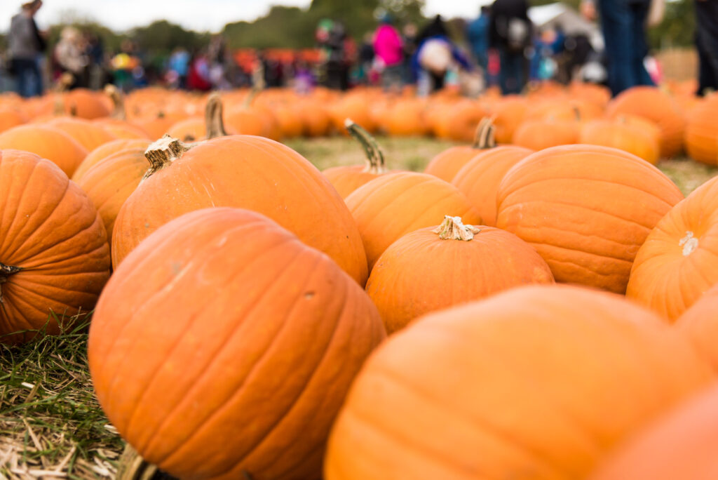 pumpkin patch in abilene area